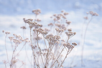Delicate frost-covered wildflowers standing in winter light. Frozen yarrow (Achillea millefolium) plants covered with frost against a soft blue winter background.  © Kaja