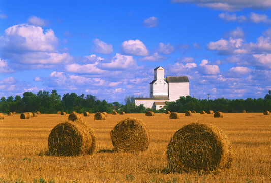 wheat straw bales with grain elevator in the background, Dufresne, Manitoba, Canada 