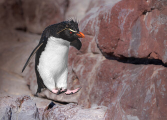 Ping&uuml;ino penacho amarillo, saltando en el aire.