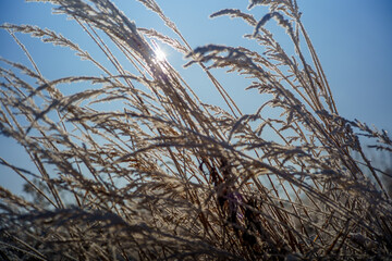 Fototapeta premium Sunlit frosted grasses against clear blue winter sky