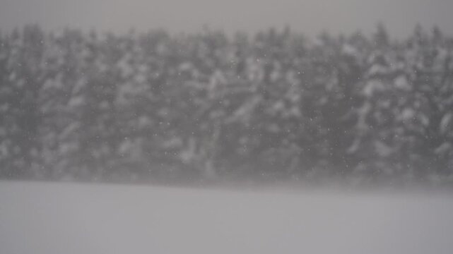 雪原と針葉樹の森