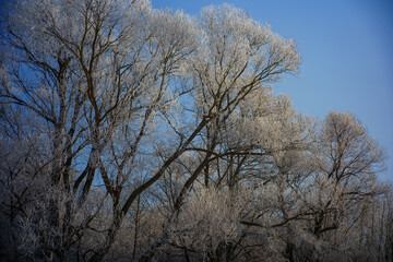 Fototapeta premium Frosty winter trees with hoarfrost against blue sky