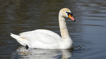 Obraz premium Elegant swan swimming in the serene waters of a tranquil lake on a sunny day
