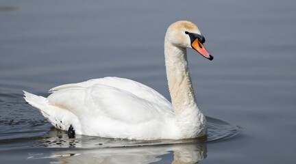 Fototapeta premium Elegant mute swan swims gracefully on a tranquil lake in natural environment