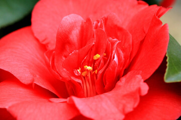 한국에서 봄에 피는 붉은 동백꽃 클로즈업 