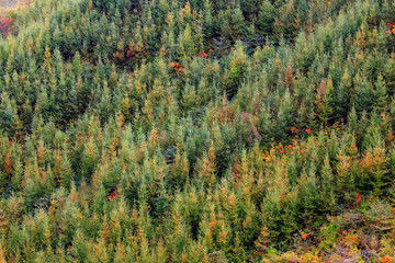 가을 나무가 우거진 푸른 숲에서 나뭇잎이 단풍으로 변하고 있습니다  