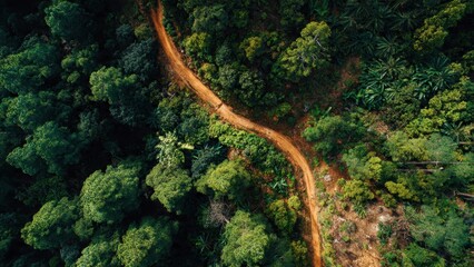 Aerial view of forest path