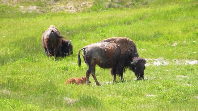A small, cute bison calf grazing alongside two adult bison in a lush green grassland at Yellowstone National Park, Wyoming. Peaceful wildlife footage capturing family behavior and natural habitat of i