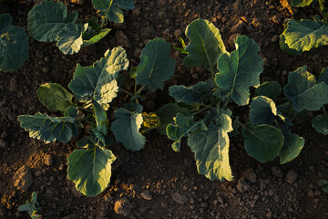 Top-down view of young brassica seedlings forming natural patterns on farmland during early crop growth stage