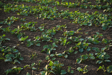 Obraz premium Rapeseed crop growing in long parallel rows across agricultural field showing early plant development and sustainable farming landscape
