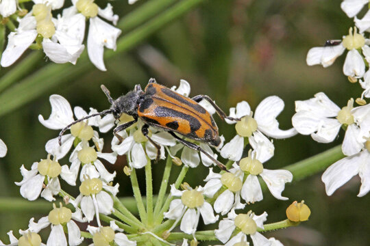 coleottero floricolo dalle lunghe antenne e con curiosi disegni (Brachyta interrogationis)