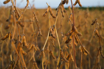 Fototapeta premium Dense soybean plants in field ready for harvest showing agricultural abundance and crop productivity in rural farmland landscape