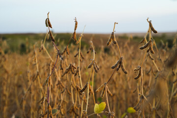 Fototapeta premium Wide view of soybean field during harvest season with clear sky showcasing rural agriculture, crop rows and natural farmland scenery