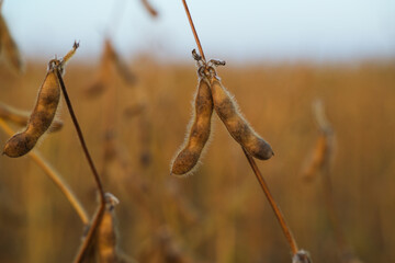 Fototapeta premium Close-up of ripe soybean pods hanging on stems in agricultural field with soft background and natural autumn light