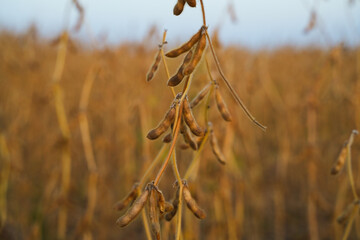Fototapeta premium Soybean pods hanging in agricultural field during autumn harvest with soft light and blurred background farmland scenery