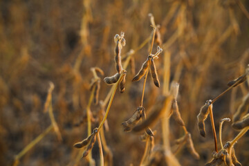 Fototapeta premium Soybean pods hanging on slender stems in autumn field showing harvest readiness and natural agricultural growth cycle