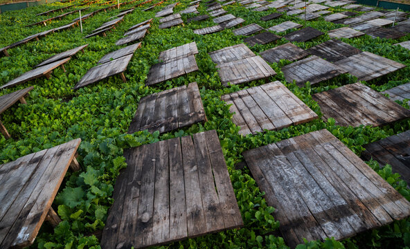 Rows of wooden shelter panels in snail farm with fresh green vegetation showing large scale sustainable farming