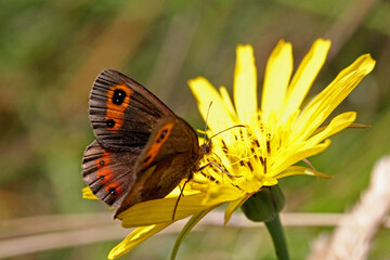 Fototapeta premium farfalla bruna (Erebia aethiops) su un giallo fiore di tragopogon