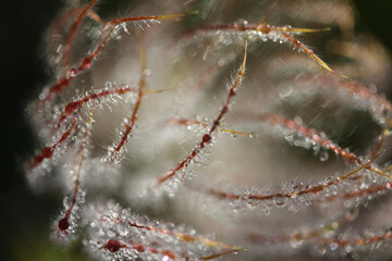 inquietanti tentacoli  rugiada del mattino su soffione di geum (Geum reptans) © gabriffaldi