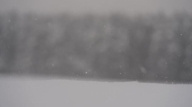 雪原と針葉樹の森