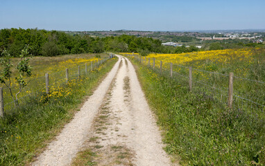 Quiet Dirt Road Through Yellow Flower Fields With Fenced Pasture In Open Countryside