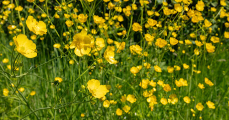 Bright Yellow Buttercup Field in Sunlit Meadow, Warm Spring Morning Colors and Nature Early Season