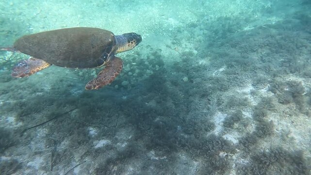 Underwater encounter with a friendly large sea turtle Caretta Caretta in the waters of Kefalonia, Greece, Kormorani Beach