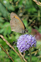 Obraz premium farfalla bruna (Maniola jurtina) su un fiore violetto di succisa