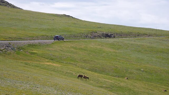A car passing by while two elk graze along the scenic Trail Ridge Road in Rocky Mountain National Park, Colorado