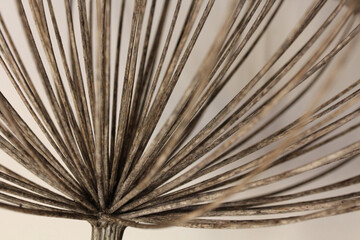 Obraz premium ombrella; stuttura raggiata di una grande infiorescenza di ombrellifera (panace di Mantegazza)