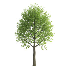 Obraz premium Green tree with leaves