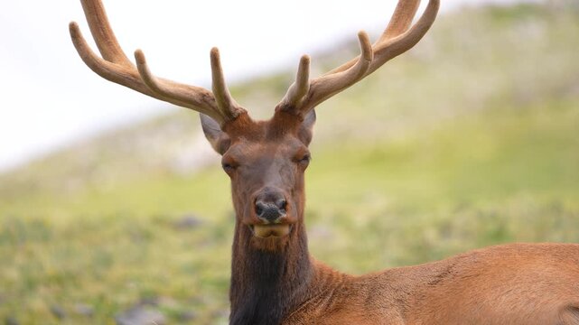 Extreme close-up shot of an elk facing directly toward the camera while eating at Rocky mountain National park