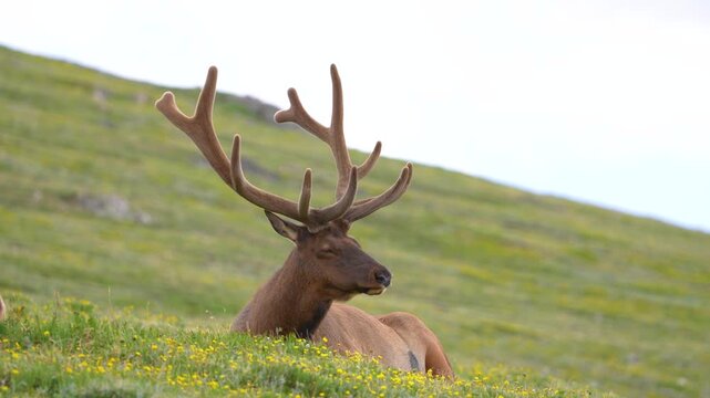 Close-up shot of an elk eating grass, focusing on mouth movement and natural feeding behavior in Rocky Mountain National Park, Colorado 
