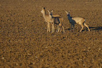 Roe deer trio on plowed field in warm evening light © Tomasz