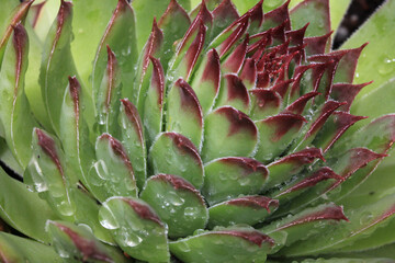 Obraz premium perfetta geometria nella rosetta di un semprevivo (Sempervivum tectorum)