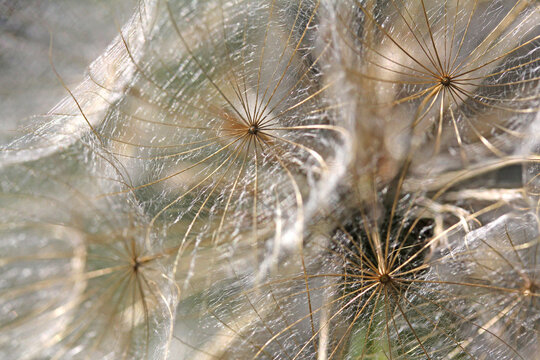 ombrelle di sottili setole (semi di tragopogon)