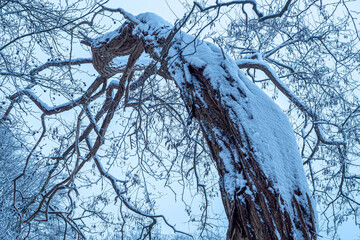 OLYMPUS DIGITAL CAMERA © Ela