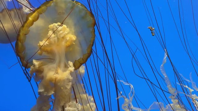 Yellow jellyfish in an aquarium with blue background