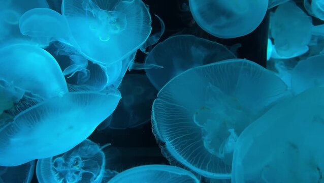 Jellyfish glow vibrant colors in an aquarium