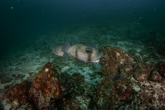 A porcupinefish is swimming slowly above the seabed. A pufferfish near the Omani coast. Marine life at the bottom of the Arabian Sea.