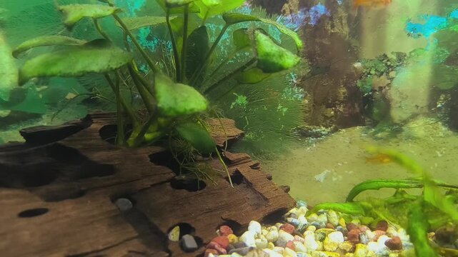 Colorful fish swim in a bright aquarium with lush green plants