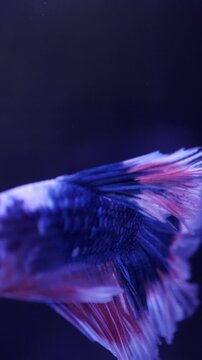 blue betta fish in the acquarium close up, macro view 4k vertical video 