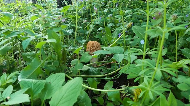 Spring mushroom hunting, nice find, another yellow morel or Morchella esculanta in the tall grass, picking and burying the mycelium to preserve the habitat