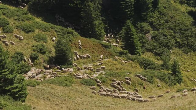 Sheep herd grazing on steep alpine mountain slope
