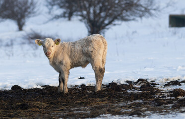 Naklejka premium cows and little calf on a farm