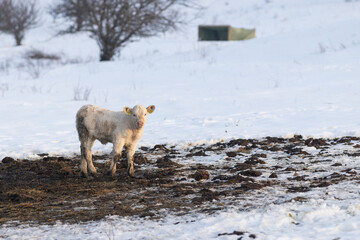 Naklejka premium cows and little calf on a farm