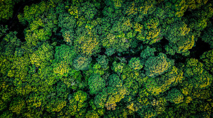 op down aerial view of dense green forest canopy with natural textures and patterns. Overhead drone photography showing lush trees, organic shapes and untouched natural landscape. © Francois Quartiers