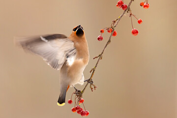 Jemiołuszka (Bombycilla garrulus) © Grzegorz