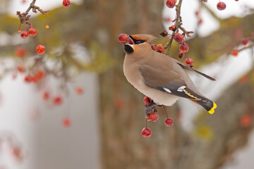 Jemiołuszka (Bombycilla garrulus) © Grzegorz