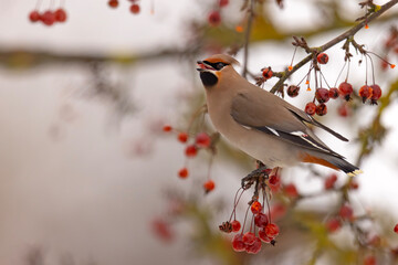 Jemiołuszka (Bombycilla garrulus) © Grzegorz